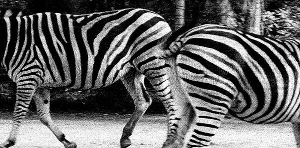 Zebra stripes