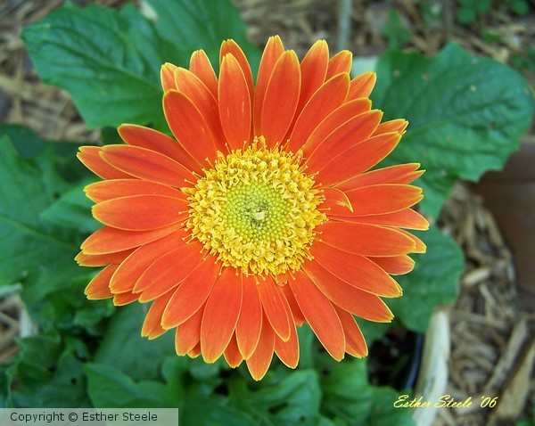 Beautifully Orange