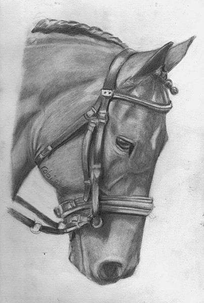Morgan Dressage