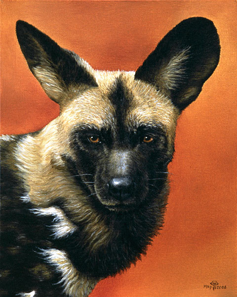 African Wild Dog