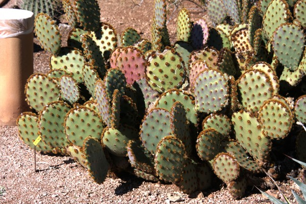 Cactus 1