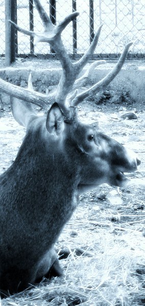 A Friend from the Mountain2