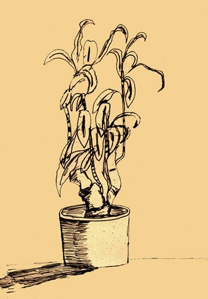 Indoor Greenery