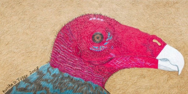 Turkey Vulture