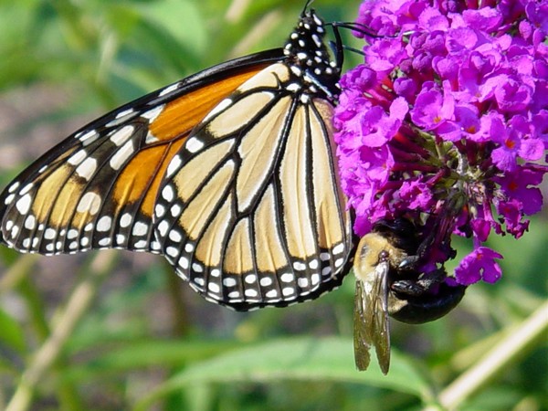 Monarch and the Bee