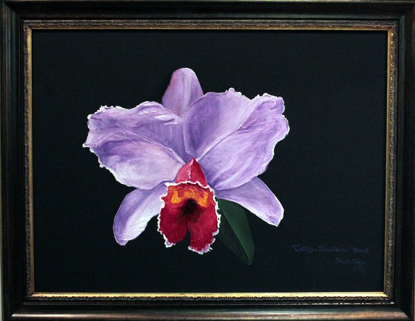 Cattleya Percilviana ‘Sumit’