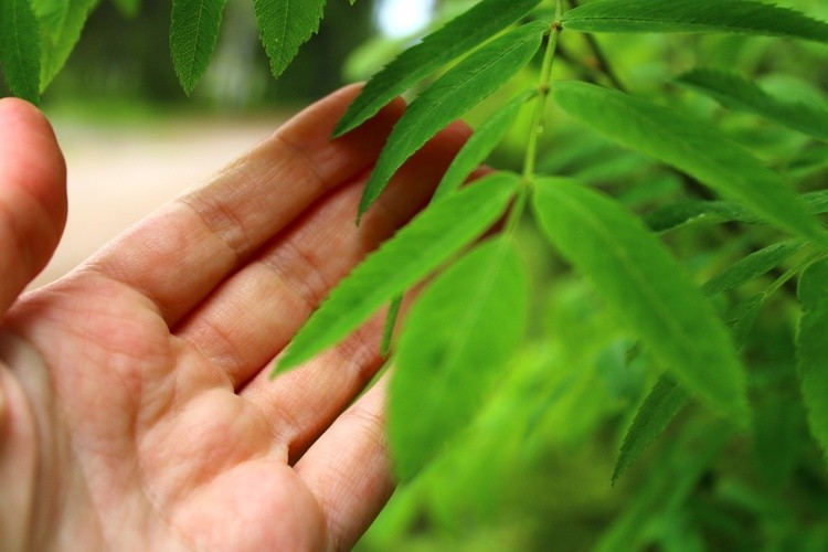 NATURE