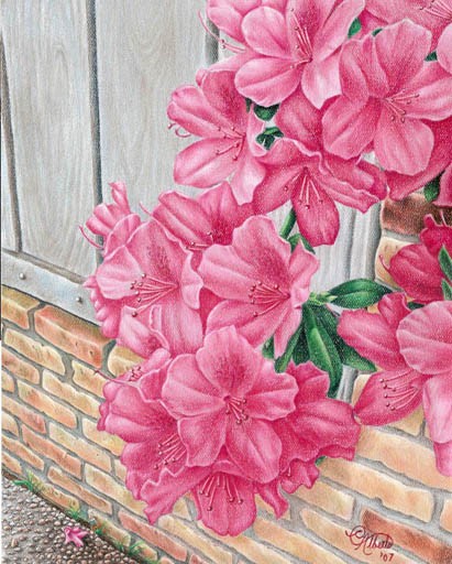 Azaleas