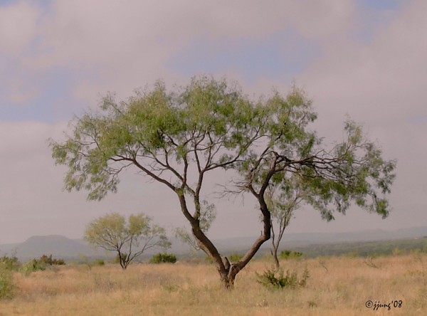 I Dreamed Of Africa