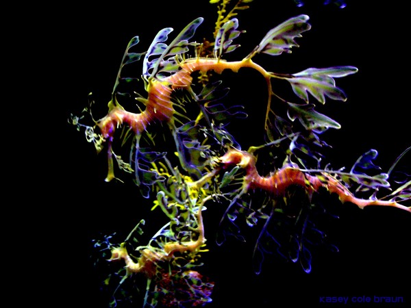 Sea Dragonz 002