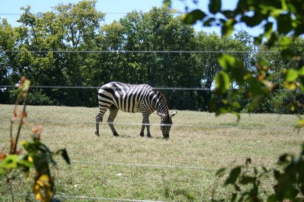 Zebra at the Nashville Zoo