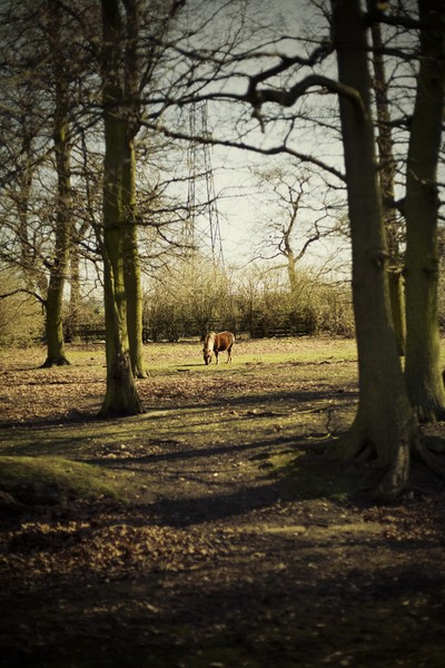 Pony