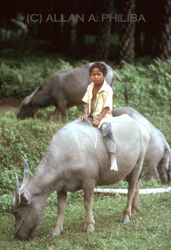 Boy and his bull