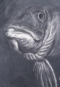 Pike