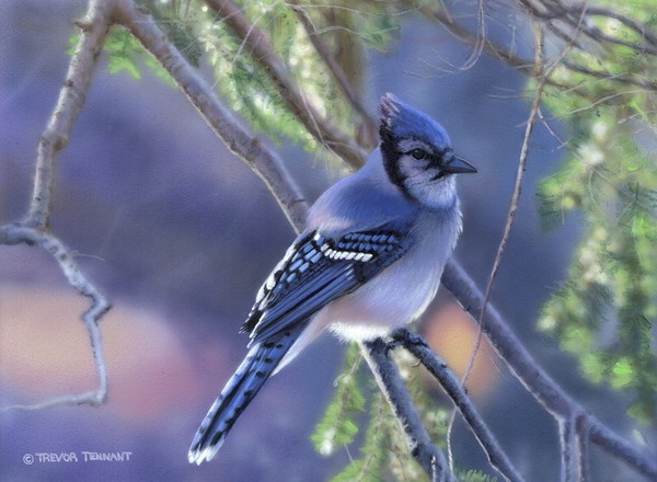 Bluejay Display