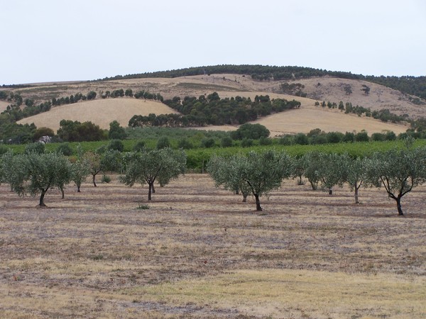 Olive trees and vineyards in Willunga, S.A.