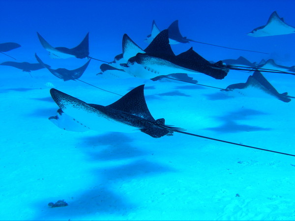 sting rays