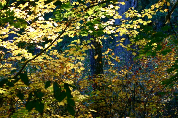 Spencer Summit (Fall leaves)