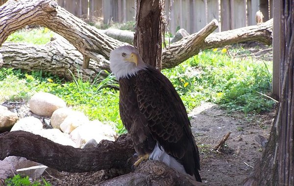 the bald eagle