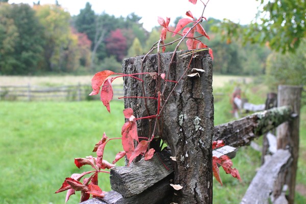 fence