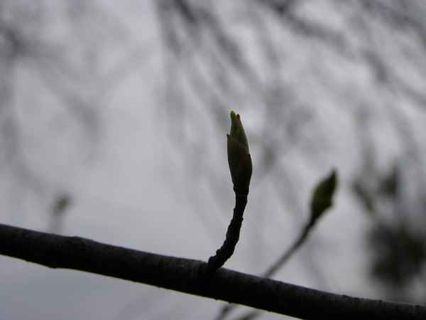 Shadow of Spring