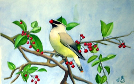 Cedar Waxwing