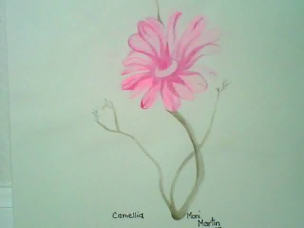 Florida flower