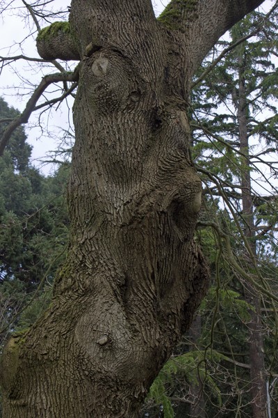 Gnarled