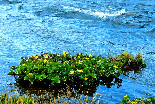  Floating beauty !