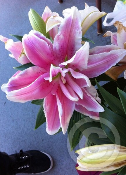 Flowers