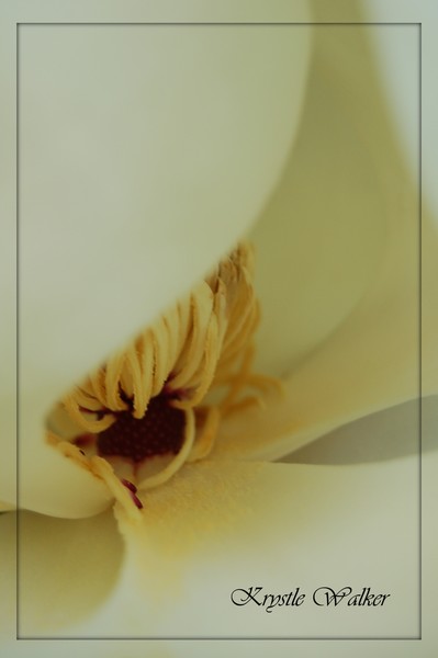 Magnolia