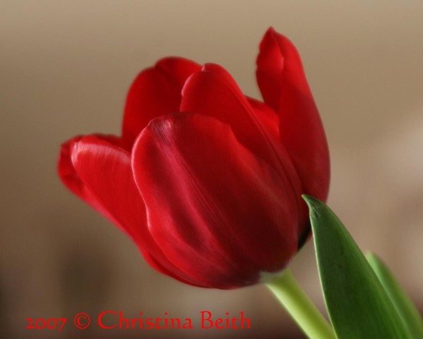 Lady in red #2