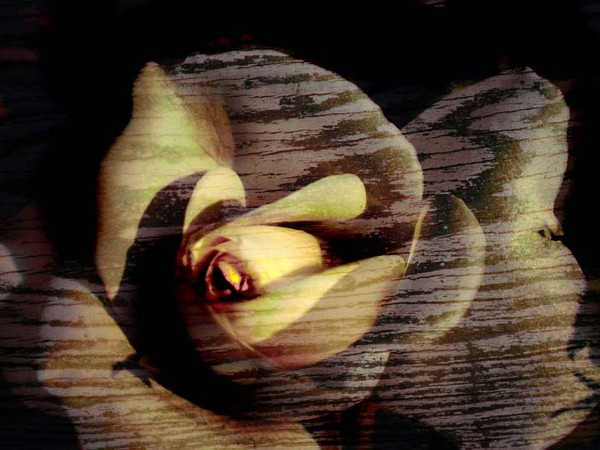 Wooden Rose