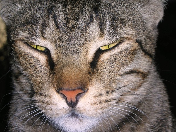 Killer eyes  !