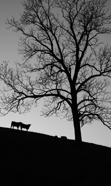 Wisconsin Hillside