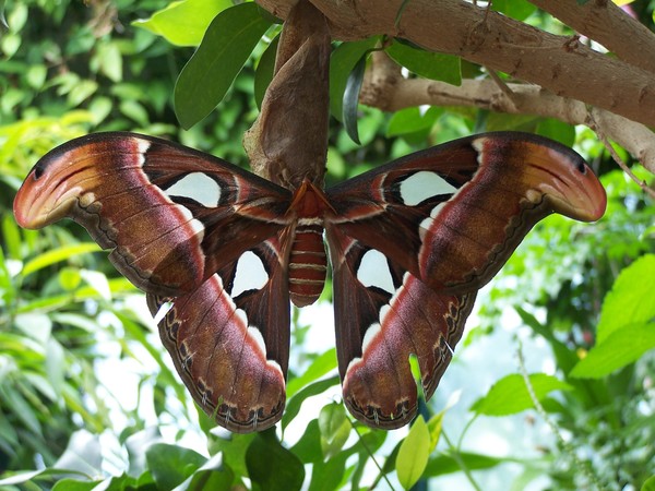 The Big Moth