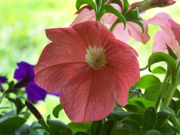Pink Petunia