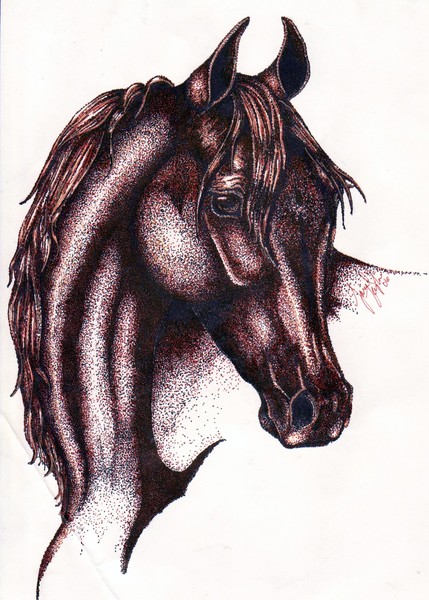 Arabian mare