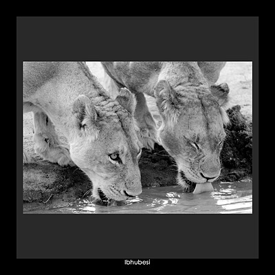 Ibhubesi / Female Lion