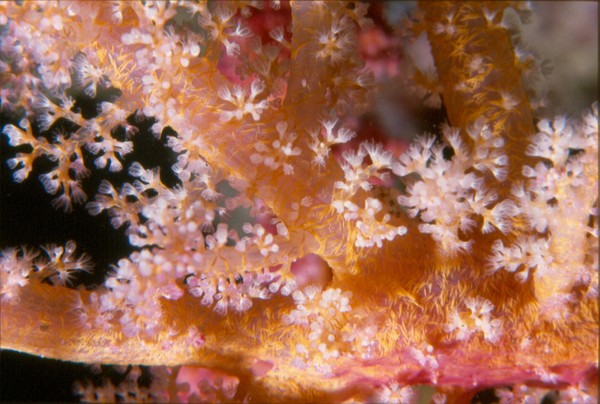 softcoralsmall
