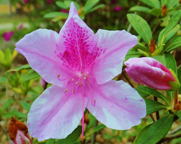 Light pink Azalea