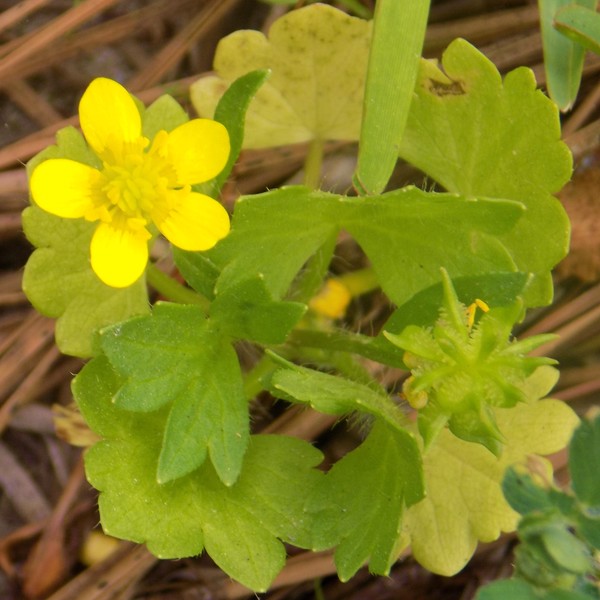 Texas Wildflowers #7