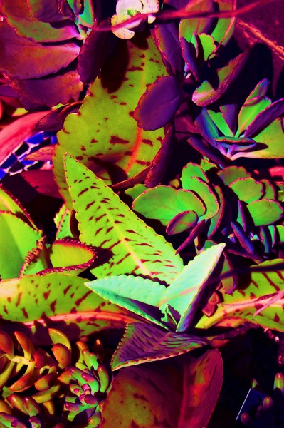 mosaic musings