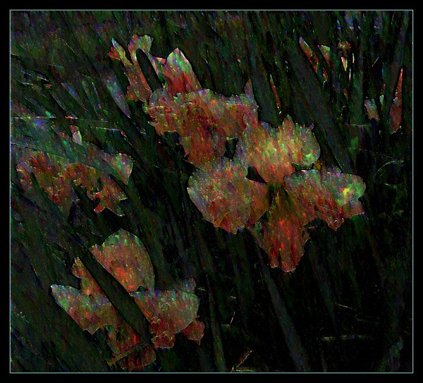 Pearly Daffodills