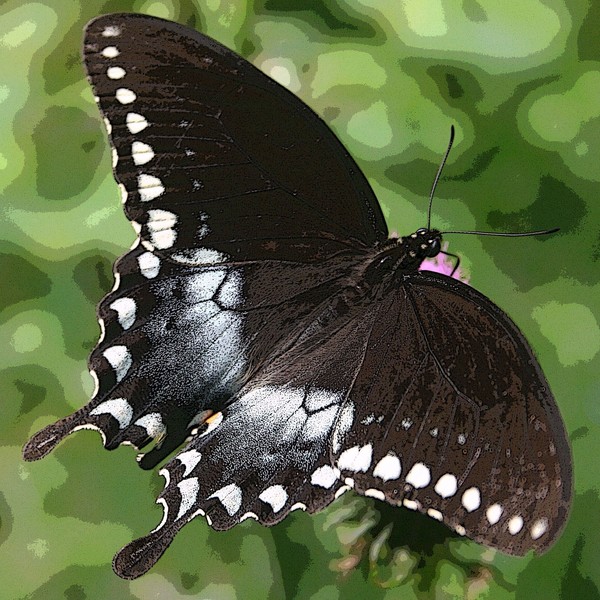 In Perfect Flight