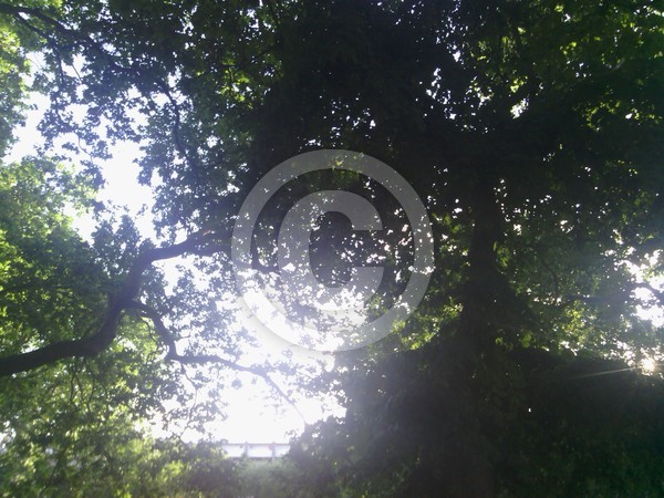 Trees 5