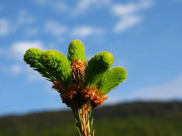 Pine Top