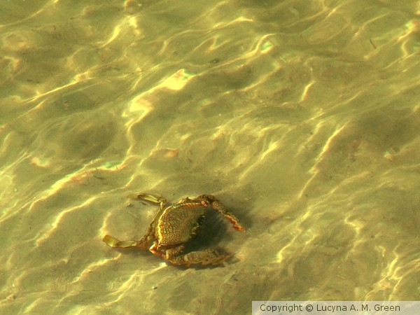 Snappy Swimmer