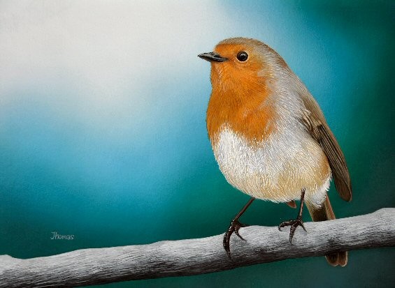 Robin