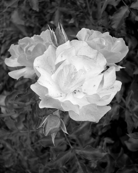 Lady perfection BW